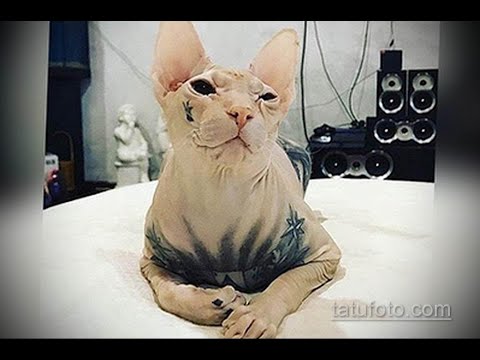 Побег татуированного кота - весь Екатеринбург ищет кошку с тюремными тату - tatufoto.com