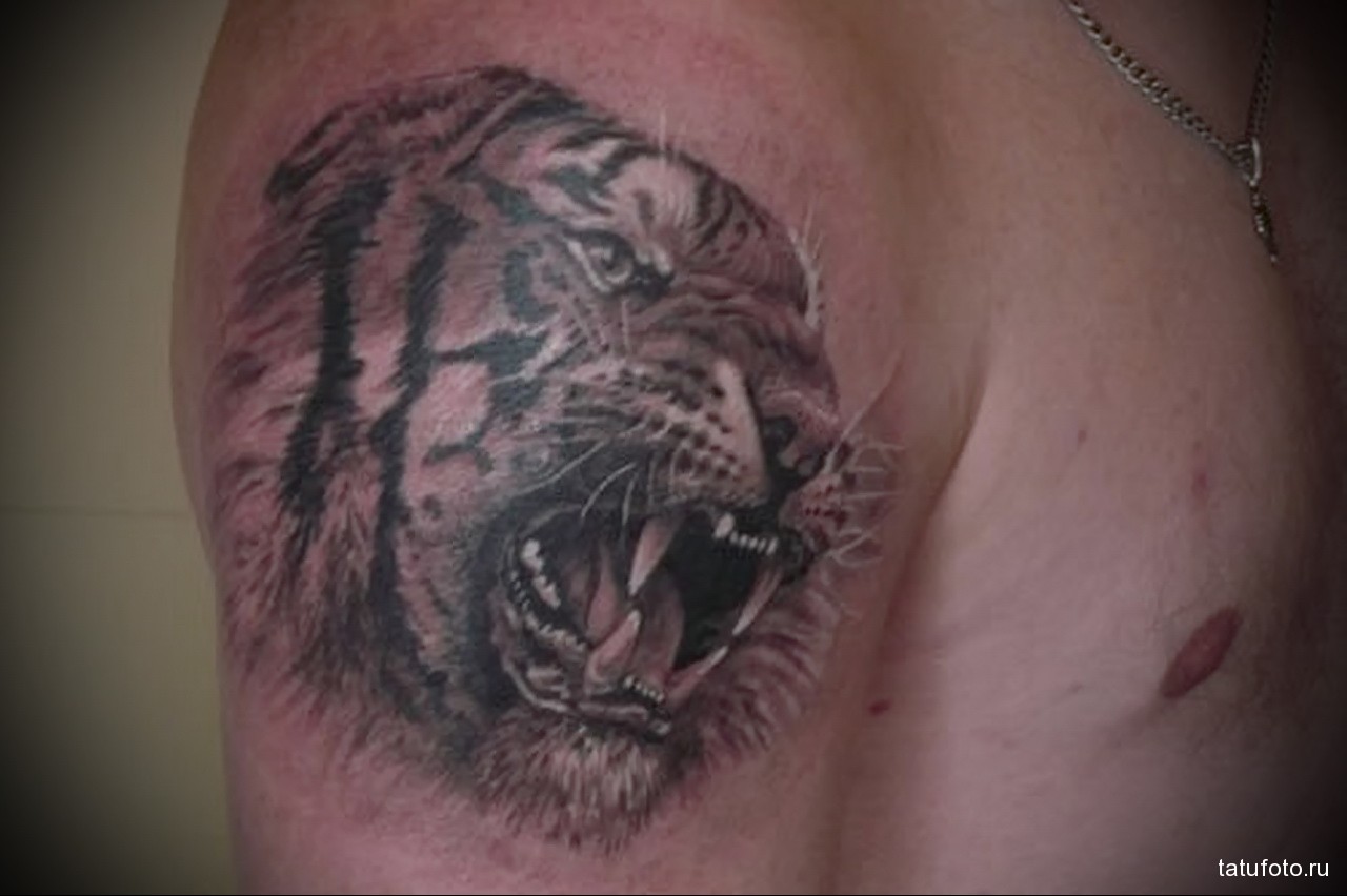 Тигр со шрамом