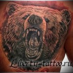 тату оскал медведя - мужская татуировка на грудь