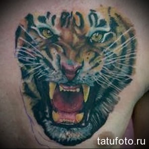 Фото тату: реалистичное изображение рычащего тигра на груди мужчины. Яркие цвета, детализированная проработка шерсти и глаз, агрессивный взгляд.