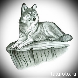 Эскиз татуировки с изображением волка, лежащего на скале. Черно-белый рисунок, реалистичная проработка шерсти и текстуры скалы.