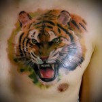тату тигр на грудине мужские - оскал - работа яркими красками