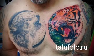 Фото тату: красочная татуировка с изображением волка и тигра, заключенных в круги, на груди мужчины.