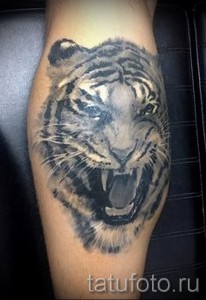 Фото татуировки с изображением яростного тигра в стиле black and grey. Детализированный рисунок татуировки с акцентом на выражение лица и мускулатуру животного.