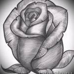 Rose tattoo black and white sketches 1