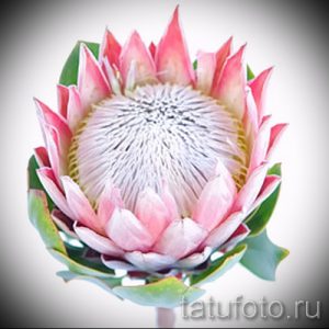 Фото эскиза тату: крупный план цветка протеи, выполненный в нежных розовых тонах. Детализированный рисунок для татуировки с акцентом на текстуру и форму.