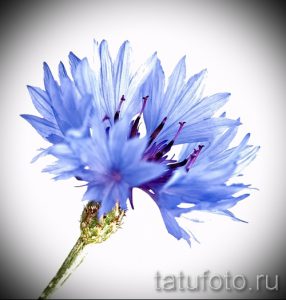 Фотография татуировки с изображением ярко-синего василька. Детализированный рисунок, выполненный в реалистичном стиле.