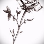 эскиз тату розы на бедре - смотреть прикольную картинку 5