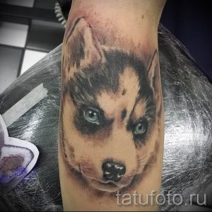 Тату хаски - фото пример готовой тату для статьи про значение 50