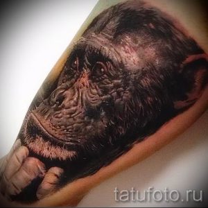 Фото тату обезьяна как пример для статьи про значение татуировки - tatufoto.ru - 44