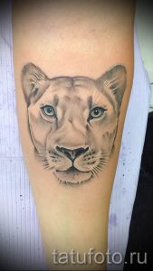 фото тату львица для статьи про значение татуировки львица - tatufoto.ru - 16