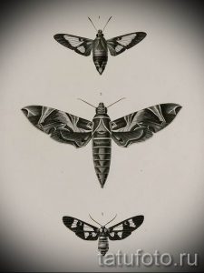 фото тату мотылек для статьи про значение татуировки мотылек - tatufoto.ru - 4