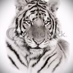 Интересны эскиз тату тату тигр (рисунки для татуировки с тигром) - идея рисунка эскизы тату тигр (рисунки для татуировки с тигром) для создания интересной идеи тату тигр