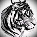 Прикольный эскиз татуировки тату тигр (рисунки для татуировки с тигром) - идея рисунка эскизы тату тигр (рисунки для татуировки с тигром) для разработки стильной идеи татуировки тигр