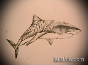 Черно-белый эскиз татуировки акулы, выполненный карандашом. Детализированный рисунок демонстрирует реалистичное изображение рыбы.