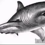 Интересный пример эскиза тату АКУЛА – рисунок подойдет для тату акула на руке