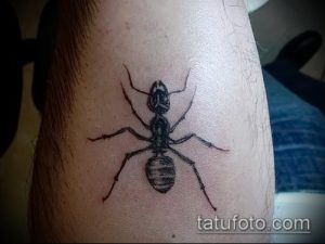 Фото тату реалистичного муравья на предплечье. Детализированный рисунок татуировки с прорисовкой каждой детали.