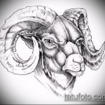 эскиз тату козел №376 - интересный вариант рисунка, который хорошо можно использовать для переделки и нанесения как тату череп козла