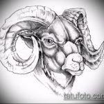 эскиз тату козел №140 - достойный вариант рисунка, который успешно можно использовать для переделки и нанесения как тату череп козла
