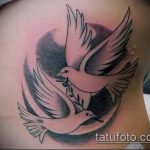фото тату голубь №637 - эксклюзивный вариант рисунка, который удачно можно использовать для переработки и нанесения как тату на груди голуби