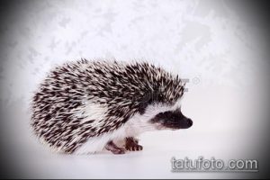 Фотография черно-белого ёжика в движении на фоне текстуры. Отличный вариант для динамичной и стильной татуировки.