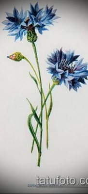 фото тату василек (cornflower tattoo) (значение) — пример рисунка — 016 tatufoto.com