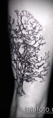 фото тату дуб (tattoo oak) (значение) — пример рисунка — 055 tatufoto.com