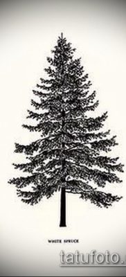фото тату ель (tattoo spruce) (значение) — пример рисунка — 006 tatufoto.com