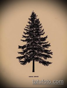 Черно-белый эскиз татуировки с изображением ели. Под рисунком надпись 'White Spruce'. Идеально для создания татуировки в стиле графика.