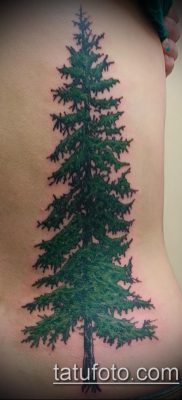 фото тату ель (tattoo spruce) (значение) — пример рисунка — 032 tatufoto.com