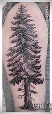 фото тату ель (tattoo spruce) (значение) — пример рисунка — 041 tatufoto.com