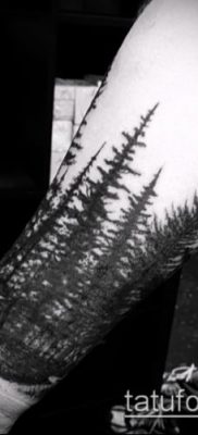 фото тату ель (tattoo spruce) (значение) — пример рисунка — 062 tatufoto.com