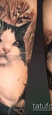 фото тату кот (значение) — пример интересного рисунка тату — 025 tatufoto.com