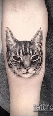 фото тату кот (значение) — пример интересного рисунка тату — 065 tatufoto.com