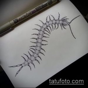 Эскиз татуировки многоножки, выполненный черной ручкой на бумаге. Детализированный рисунок с акцентом на текстуру и линии.