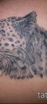 тату ирбис №338 — интересный вариант рисунка, который хорошо можно использовать для доработки и нанесения как тату ирбис на спине