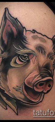 тату свинья №286 — эксклюзивный вариант рисунка, который хорошо можно использовать для переделки и нанесения как Pig tattoo