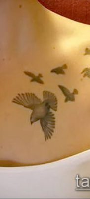 тату стая птиц №498 — уникальный вариант рисунка, который хорошо можно использовать для переделки и нанесения как тату стая птиц на лопатке