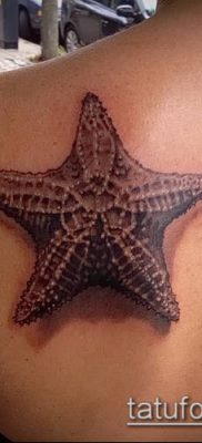 Фото тату морская звезда (Tattoo starfish) (значение) — пример рисунка — 064 tatufoto.com