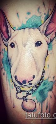 Фото тату бультерьер — 18052017 — пример — 002 Bull terrier tattoo