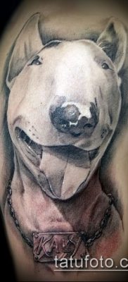 Фото тату бультерьер — 18052017 — пример — 006 Bull terrier tattoo