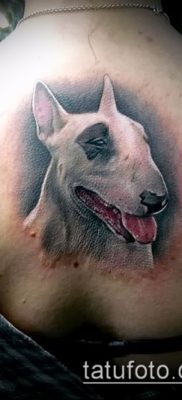 Фото тату бультерьер — 18052017 — пример — 012 Bull terrier tattoo
