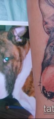 Фото тату бультерьер — 18052017 — пример — 020 Bull terrier tattoo