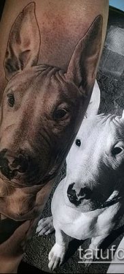 Фото тату бультерьер — 18052017 — пример — 024 Bull terrier tattoo