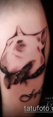 Фото тату бультерьер — 18052017 — пример — 041 Bull terrier tattoo 2342