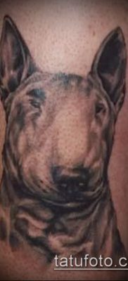 Фото тату бультерьер — 18052017 — пример — 054 Bull terrier tattoo