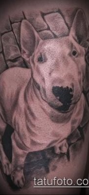 Фото тату бультерьер — 18052017 — пример — 060 Bull terrier tattoo