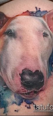Фото тату бультерьер — 18052017 — пример — 067 Bull terrier tattoo