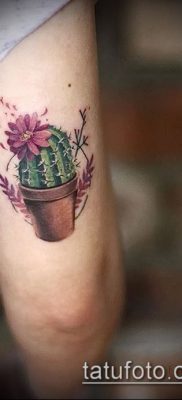 Фото тату кактус — пример рисунка — 27052017 — пример — 055 Tattoo cactus