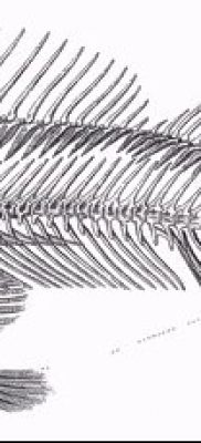Фото тату скелет рыбы — пример рисунка — 30052017 — пример — 052 Fish skeleton tattoo